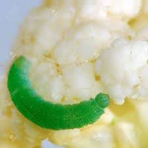 uploads/images/pest/cauliflower caterpillar.jpg